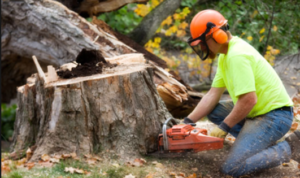 tree removal